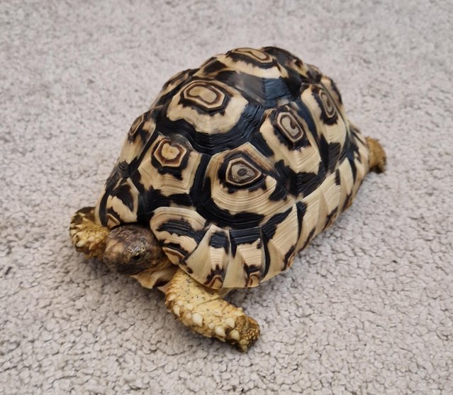 Preview of the first image of Leopard tortoise FOR SALE.
