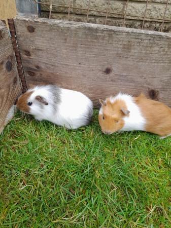 Image 2 of Baby guinea pig boars (Male)