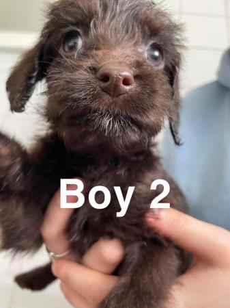 Image 10 of ?? Labradoodle puppies ??