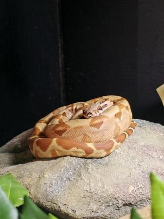 Image 5 of 6 month old Male Sunglow Boa Constrictor