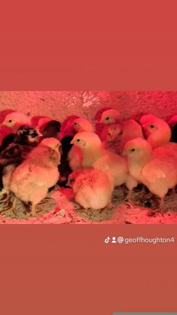 Image 5 of Various Chicks for sale bb6 7ns