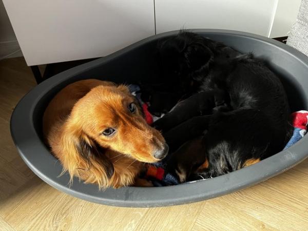 Image 8 of Long Haired Miniature Dachshunds