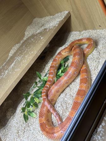 Image 4 of Beginner corn snake for sale