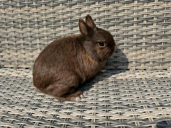 Image 3 of Gorgeous Netherland Dwarf Buck for sale