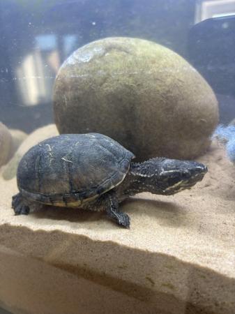 Image 1 of 2 musk turtles that need rehoming