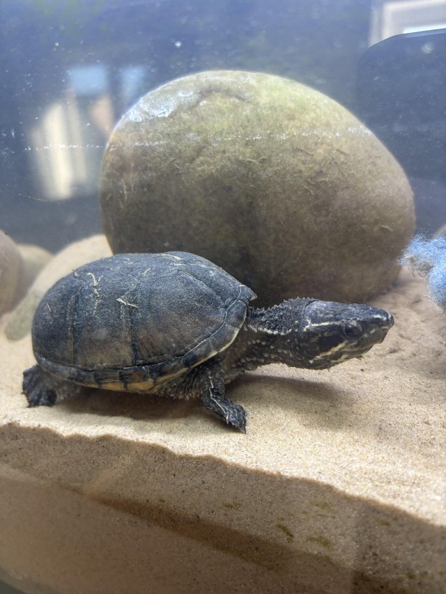 Preview of the first image of 2 musk turtles that need rehoming.