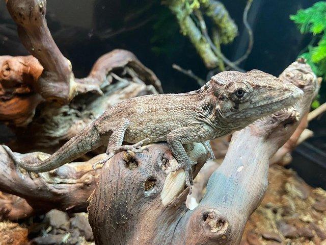 Preview of the first image of Cuban False Chameleons at Birmingham Reptiles.