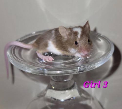 Image 46 of Beautiful friendly Baby mice - girls and boys.