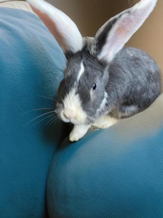 Image 7 of 16 week old Continental Giant x Lop bunnies