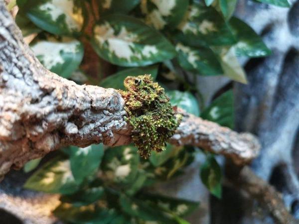 Image 4 of Vietnamese Mossy frogs (Theloderma corticale)