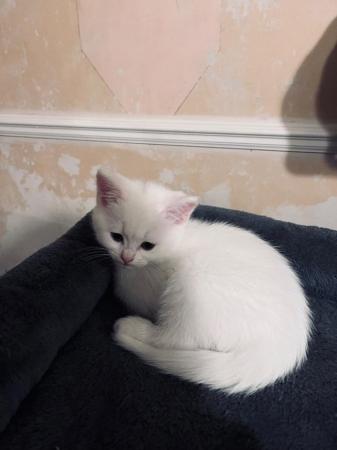 Image 5 of 1 Persian x kitten, white short haired boy, ready now,