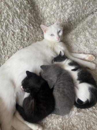 Image 2 of 2 male kittens, black, black&white