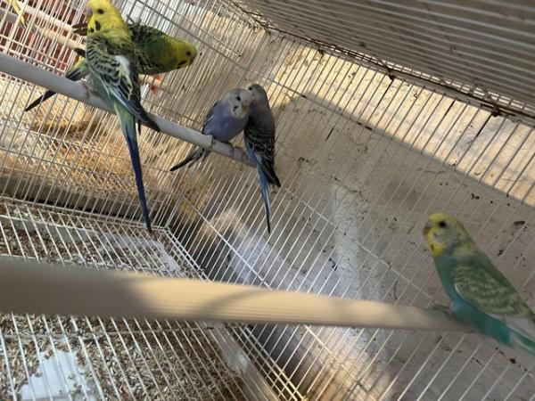 Image 3 of Budgies!!! Goldfinch!!! Goldfinch mules!!!