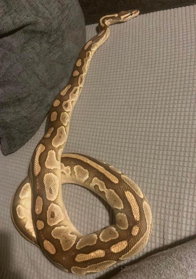 Preview of the first image of Butter pastel Royal ball python.