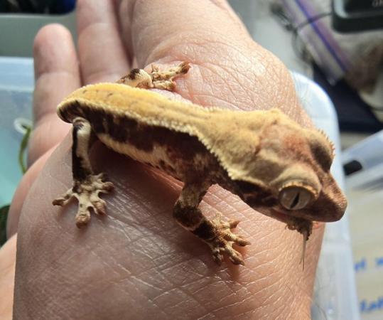 Image 4 of Stunning collection of lily whites/normal crested gecko's