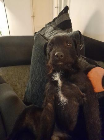 Image 1 of 2 year old male Patterdale