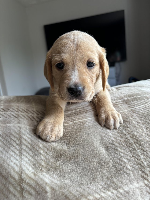 Preview of the first image of Gorgeous Cocker Spaniel X Labrador Puppies! (Cockerdor).