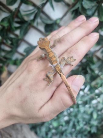 Image 5 of Exquisite Crested Gecko Ready for a Loving Owner