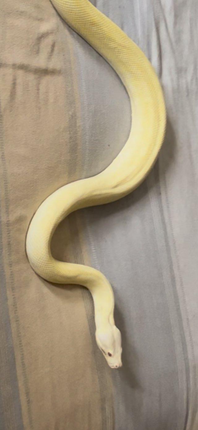 Preview of the first image of Proven male albino while line tiger carpet python.