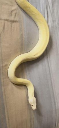 Image 1 of Proven male albino while line tiger carpet python