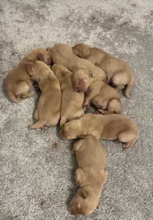 Image 2 of Kc health tested Labrador puppies