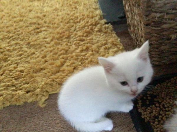 Image 6 of 1 Persian x kitten, white short haired boy, ready now,