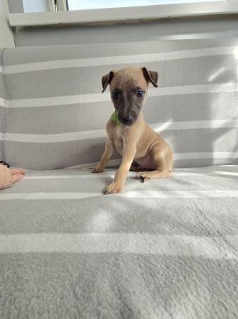 Image 9 of Beautiful whippet puppies ready to for they're new homes