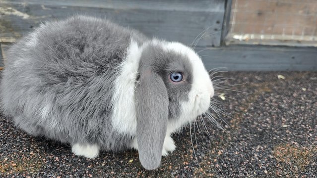 Image 5 of Mini lops looking for new homes