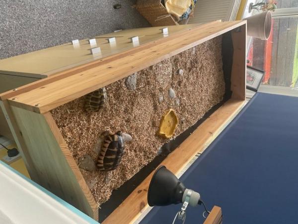 Image 3 of Complete Tortoise table set up