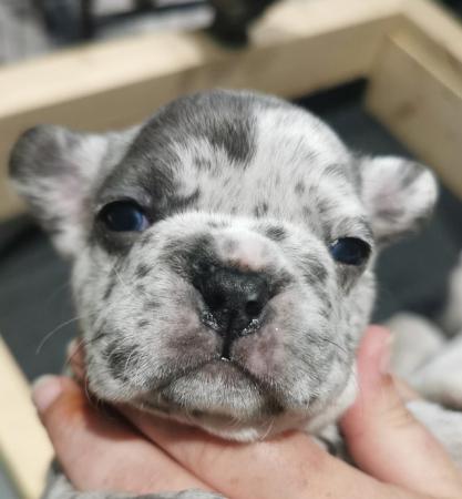 Image 12 of reduced qualityKc registered french bull dog puppies