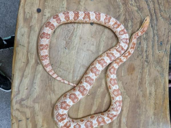 Image 5 of Beautiful Adult Female Corn Snake