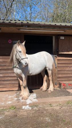 Image 2 of Happy Hacking Beautiful Cob Mare for sale