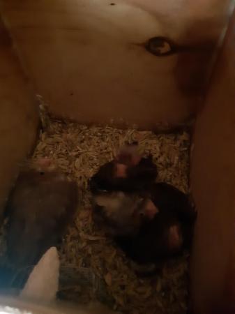 Image 5 of Baby cockatiels ready for handrearing