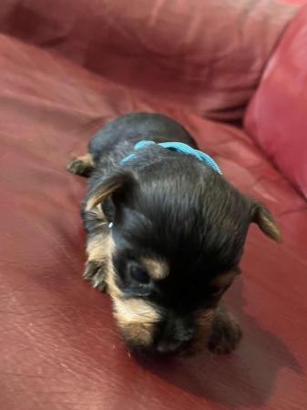 Image 10 of Yorkshire terrier puppies