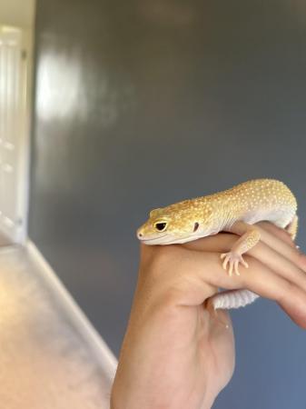 Image 2 of Female albino leopard gecko with full set up