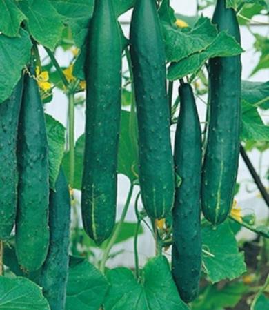 Image 1 of 1 x Cucumber plant £3, 2 plants for £5 or 4 plants for £9