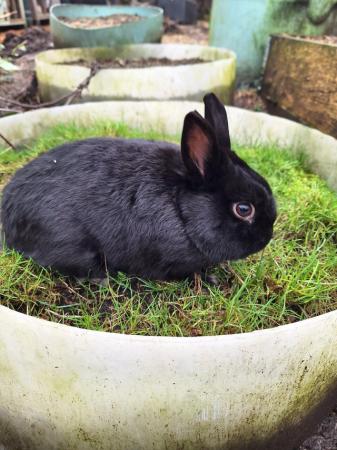 Image 5 of Young Netherland dwarf buck for sale £30