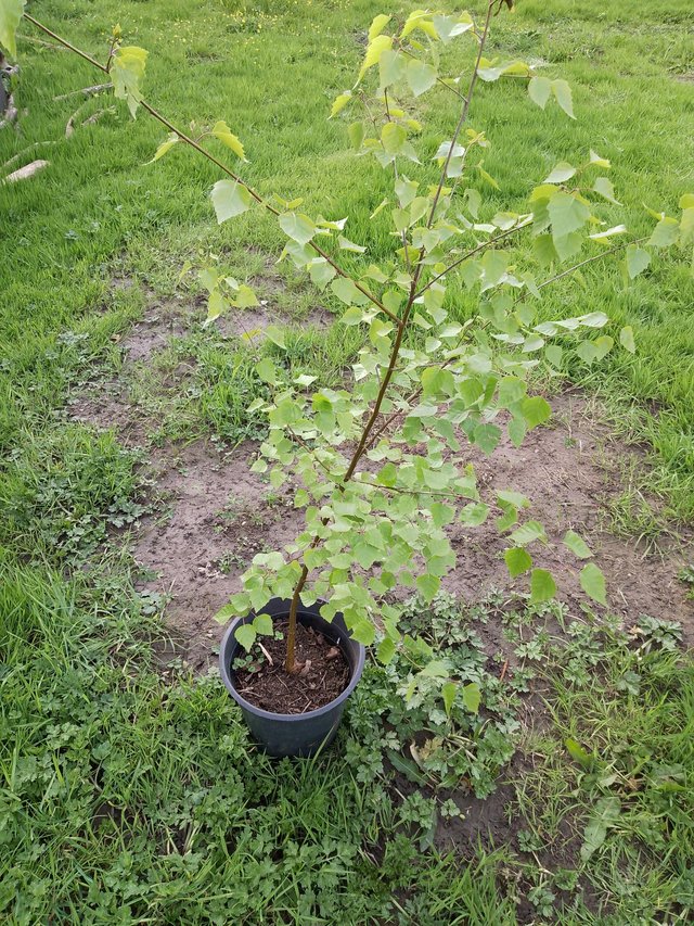 Preview of the first image of Silver birch tree in big pot around 3ft tall.