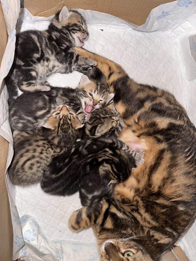 Preview of the first image of 4 week old Bengal cross kittens.