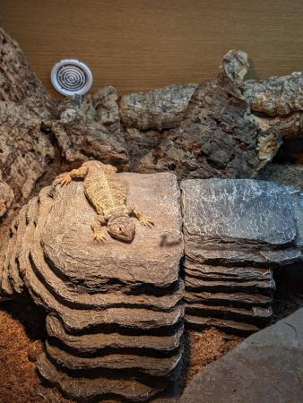 Image 2 of UROMASTYX + FULL SETUP FOR SALE