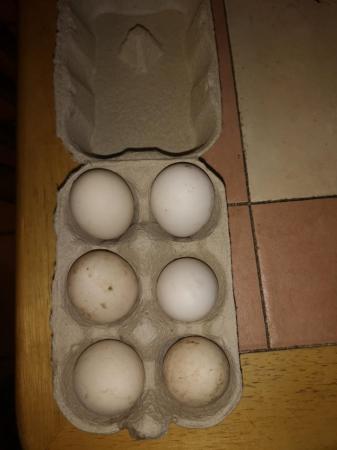 Image 1 of Duckwing hatching eggs 1.