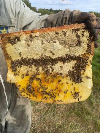 Image 1 of Honeybee on Langstroth for sale
