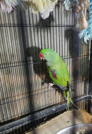 Image 2 of Beautiful Female Alexandrine For Sale (NOT TAMED)
