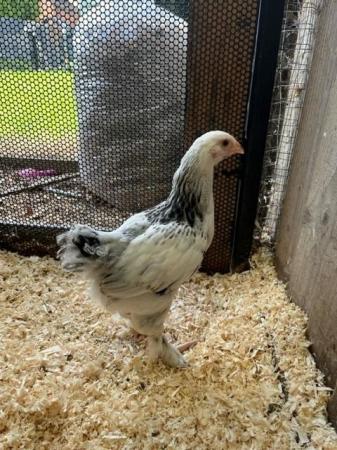 Image 1 of We have young hens available various breeds