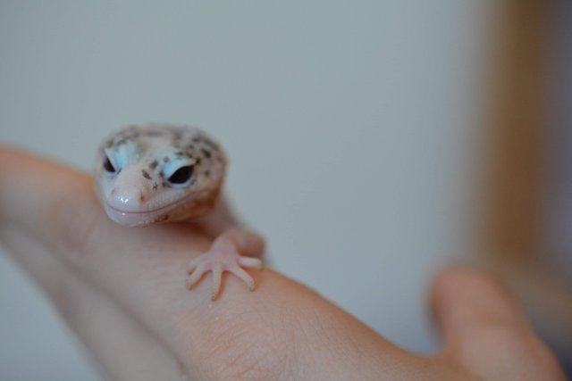 Image 1 of Serious enquiries only!Leopard Gecko Pied Super Snow Eclipse