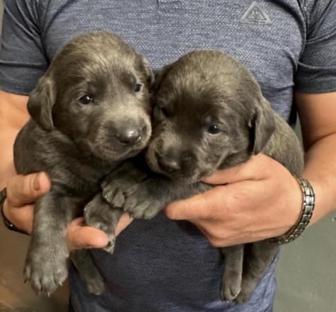 Image 5 of Stunning - Silver & Charcoal Labrador Pups