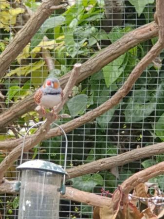 Image 2 of Large Aviary finches for sale