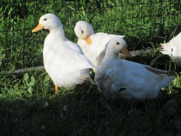 Image 6 of White Call Ducks, 3 boys available.