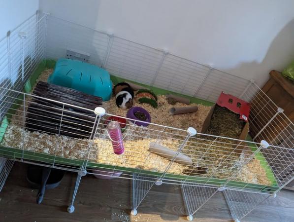 Image 1 of 2year old female guinea pig pair