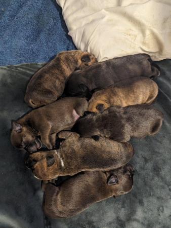 Image 2 of Staffordshire bull terrier puppies 5 girls 2 boys